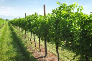 Vineyards roll forming machine subcategory